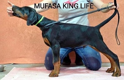 Mufasa